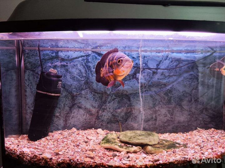 Астронотус