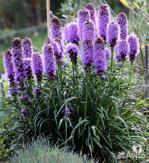 Лиатрис колосковый