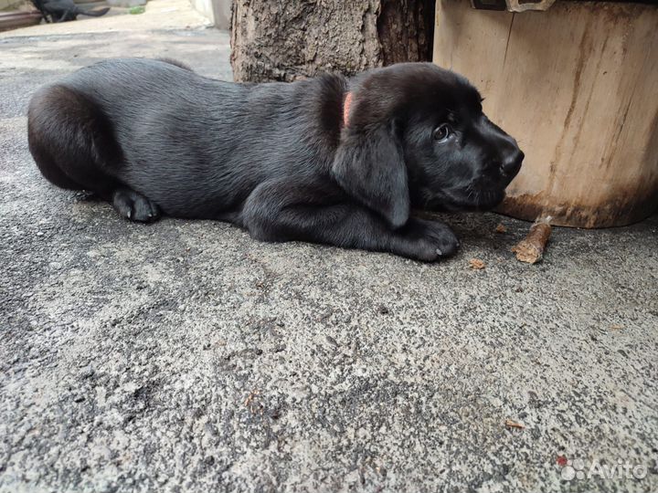 Щенки лабрадора черные