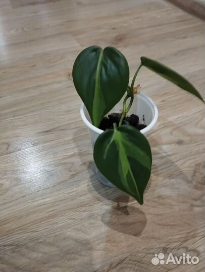 Филодендрон,эпипремнум