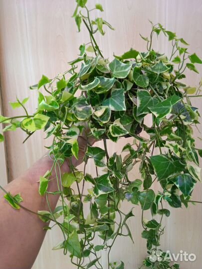 Ампельные растения