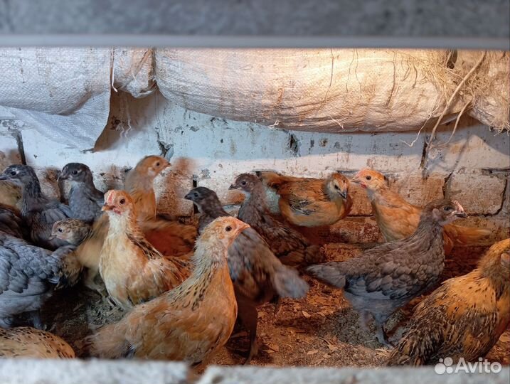 Цыплята месячные