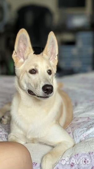 Собака в дар в добрые руки