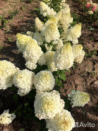 Гортензия пинк даймонд