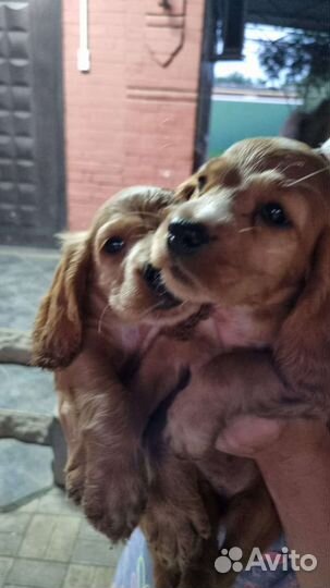 Кокер спаниель