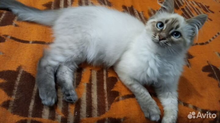 Отдам котенка