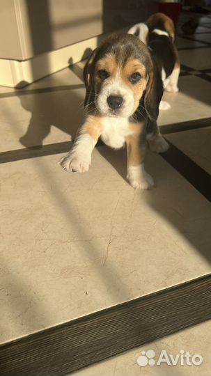 Щенки бигль