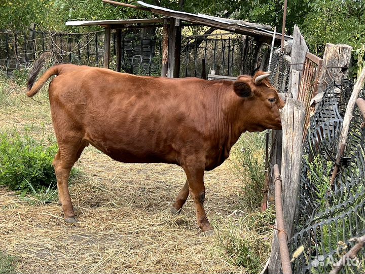 Телка 1,2месяца
