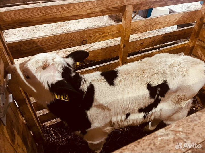 Шустрые телята бычки быстрая доставка