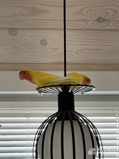 Неразлучники