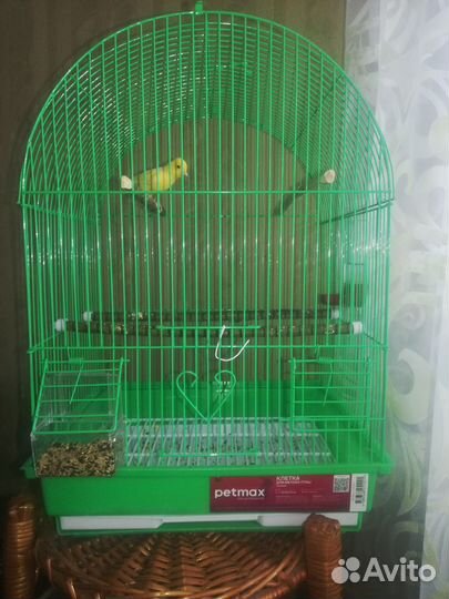 Продаю кенора