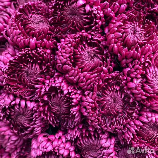 Хризантемы для цветочных композиций