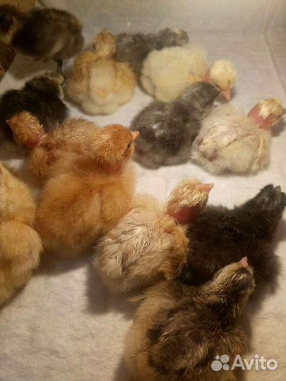 Инкубационное яйцо породных кур, цыплята суточные