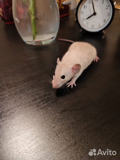 Декоративная крыса дамбо