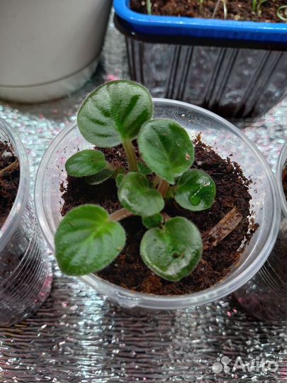 Сортовые фиалки