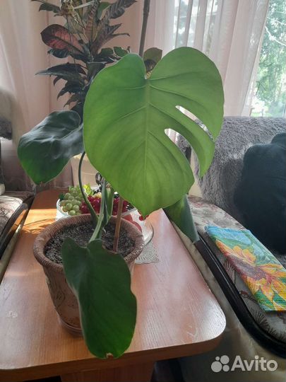 Монстера королевская