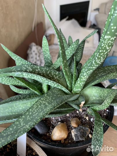 Суккуленты