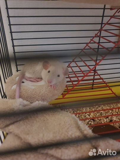 Крысы дамбо