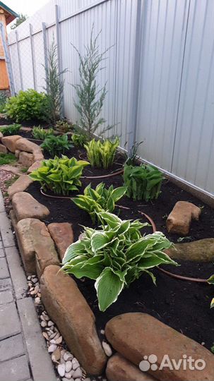 Рулонный газон