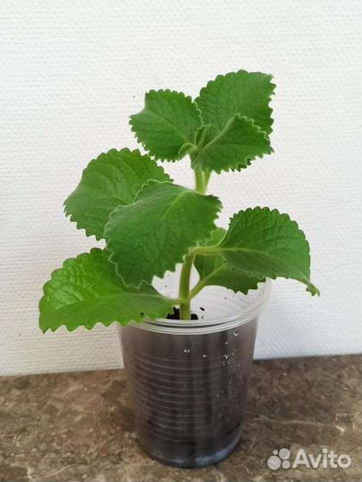 Мята комнатная (плектрантус)