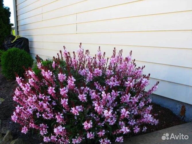 Гаура многолетник