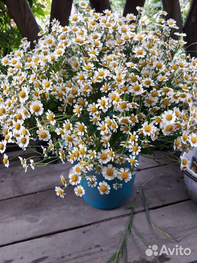 Букет из ромашек