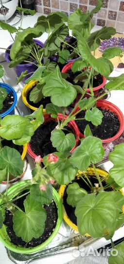 Пеларгония герань