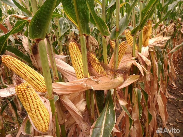 Гербицид Подмарин Балерина Прима Пшеница Кукуруза