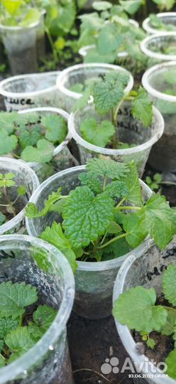 Рассада Мята, мелисса чабрец шалфей