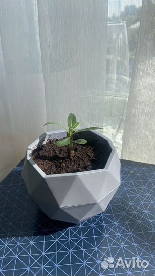 Адениум черно красный окрас