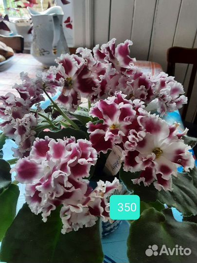 Сортовые цветущие фиалки(сенполии)