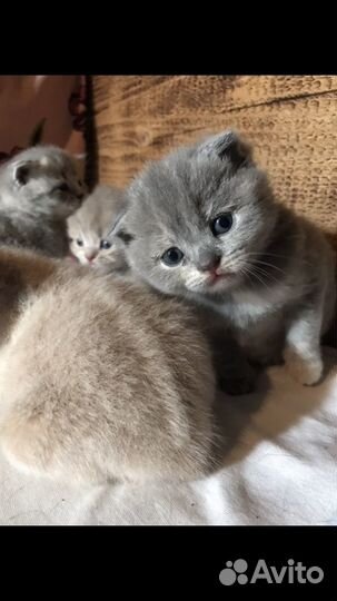 Шотландская вислоухая