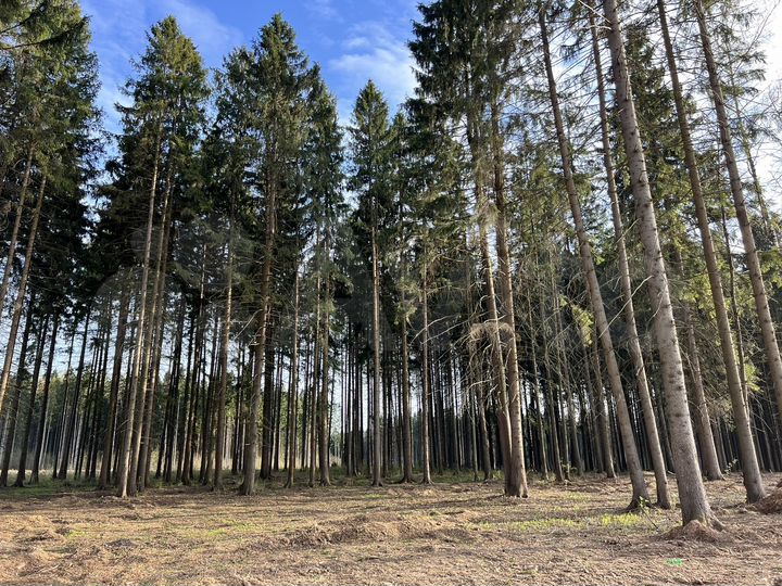 Участок 6 сот. (ИЖС)