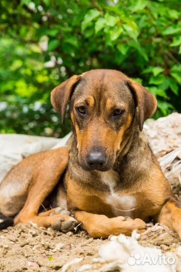 Собака в добрые руки