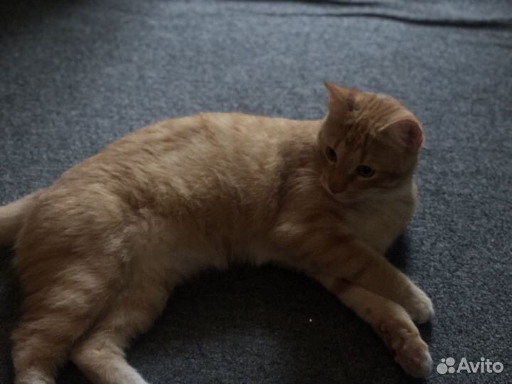 Кошка в дар бесплатно