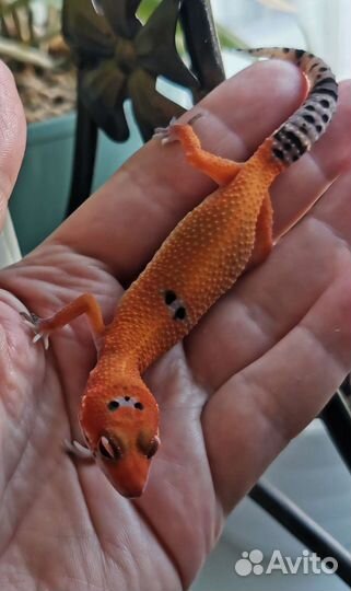 Эублефары малыши 2023г