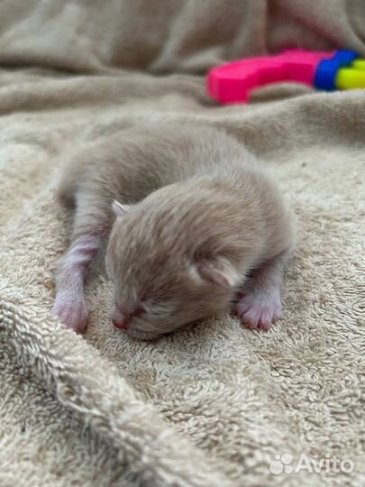 Котёнок