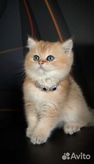 Драгоценные окрасы