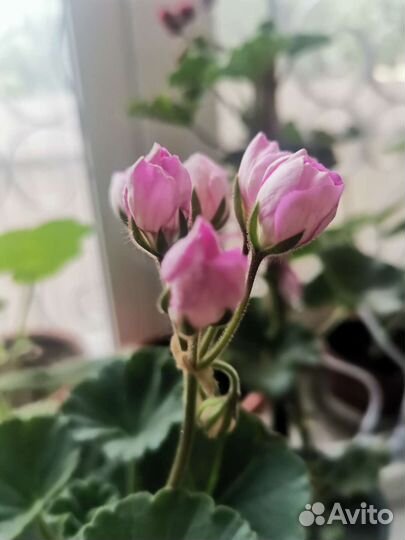 Комнатные королевские герани