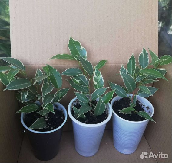 Фикус / Нина