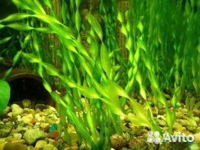 Акв.растения, Валлиснерия спиральная,погестемон