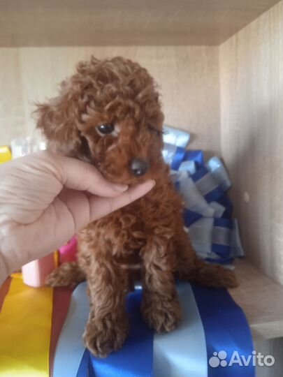 Карликовый пудель девочка