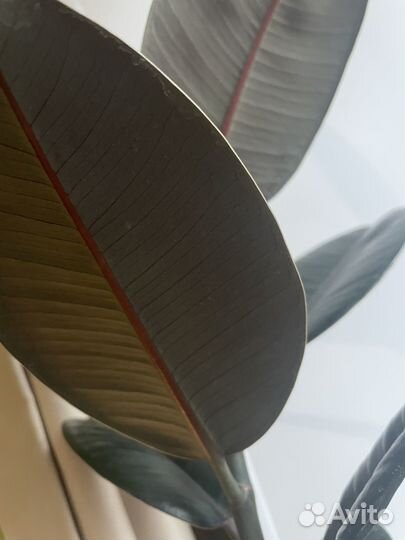 Фикус Тинеке и Абиджан