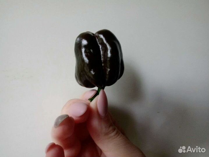 Семена острого перца Хабанеро Шоколад