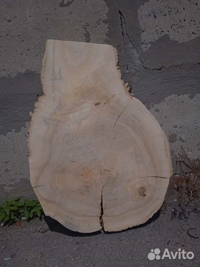 Торцевые Спилы Айланта сухие. калибровка спилов