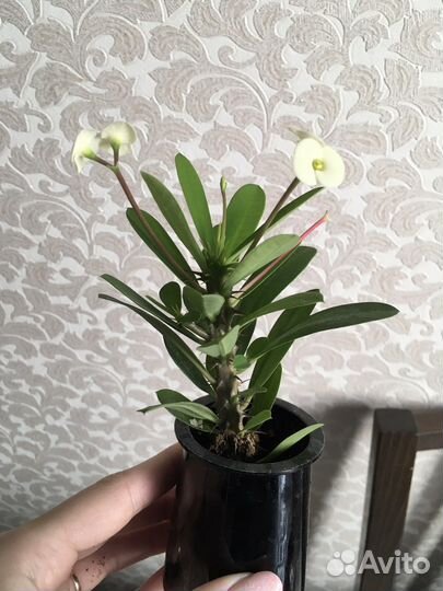 Молочай миля. Кактус