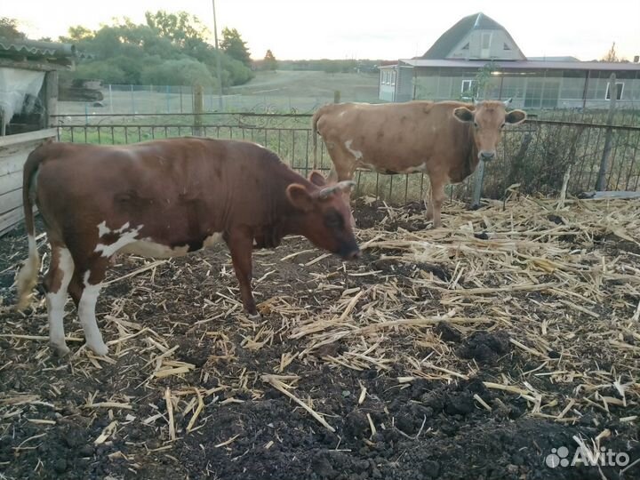 Телки стельные