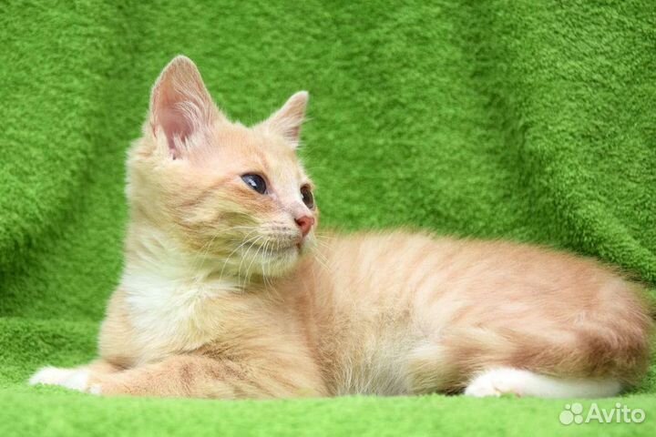 Кошка в дар бесплатно