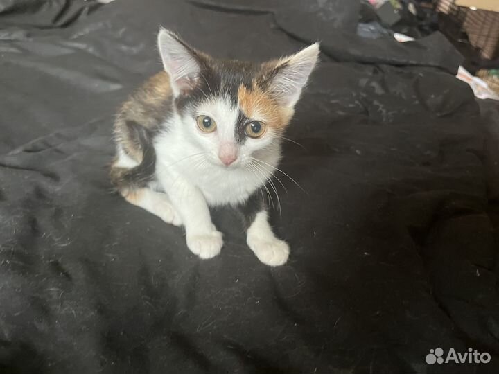 Котята в добрые руки бесплатно