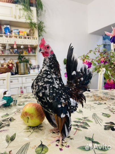 Декоративный петушок. Малазийская серама